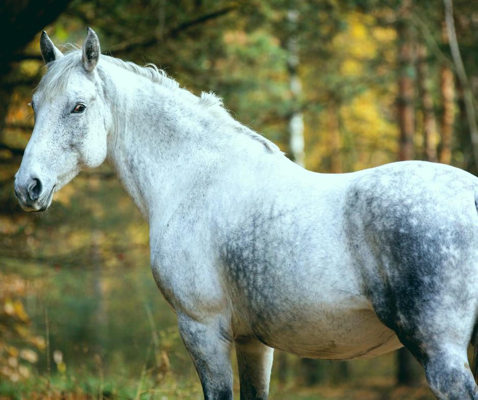 The Golden Oldies - Care of the Ageing Equine | Equestrian Australia